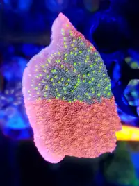 Grafted sunburst montipora - saltwater coral frag 