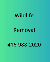 Wildlife  Removal 
