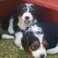 BERNEDOODLE PUPS READY FOR YOU MAY 5TH!!