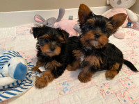 Purebred Yorkshire Terrier Puppies