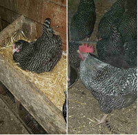 Purebred Columbian Rock and Plymouth Barred Rock Hatching Eggs