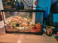 Selling juvenile crested gecko with enclosure 