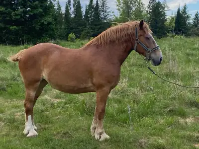 Registered Belgian mare, View more