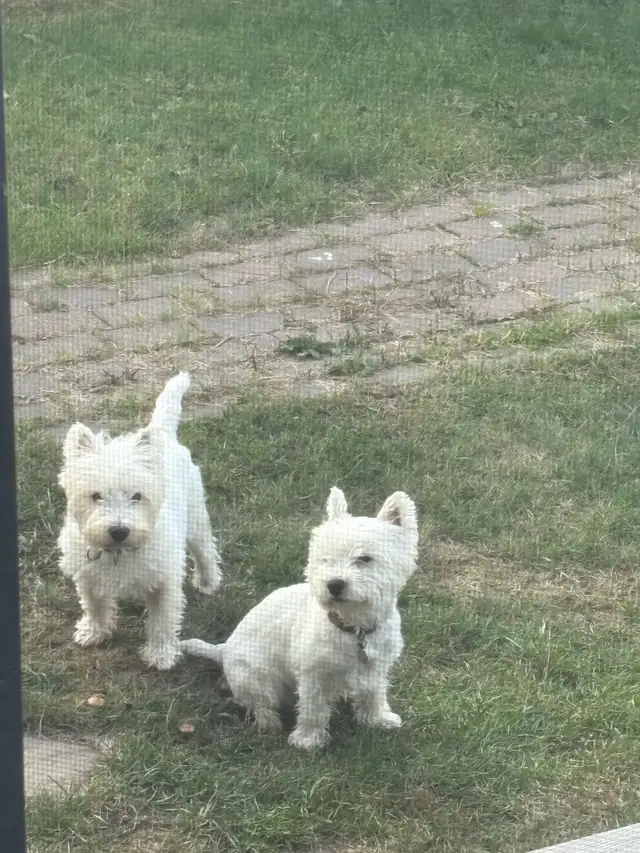 Westie puppies in Dogs & Puppies for Rehoming in Sudbury - Image 4