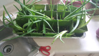 Plants Aloe vera 