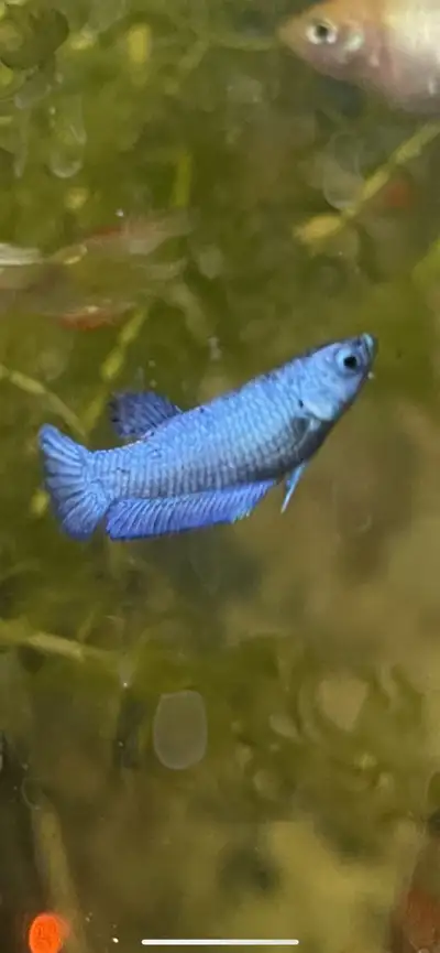 Adult Avatar blue male or female $35 Address-16333 leslie st newmarket Available- morning until 12no...