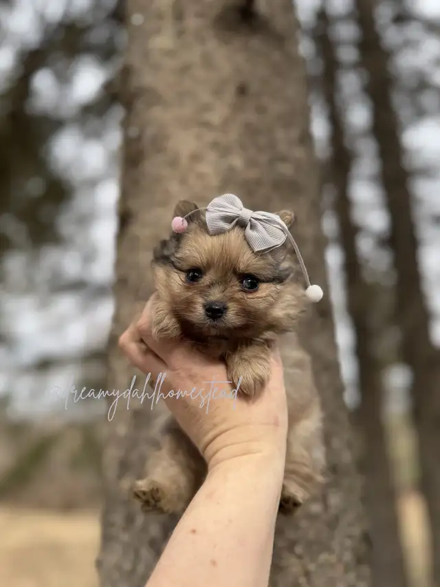 Female Pomeranians in Dogs & Puppies for Rehoming in Edmonton - Image 5