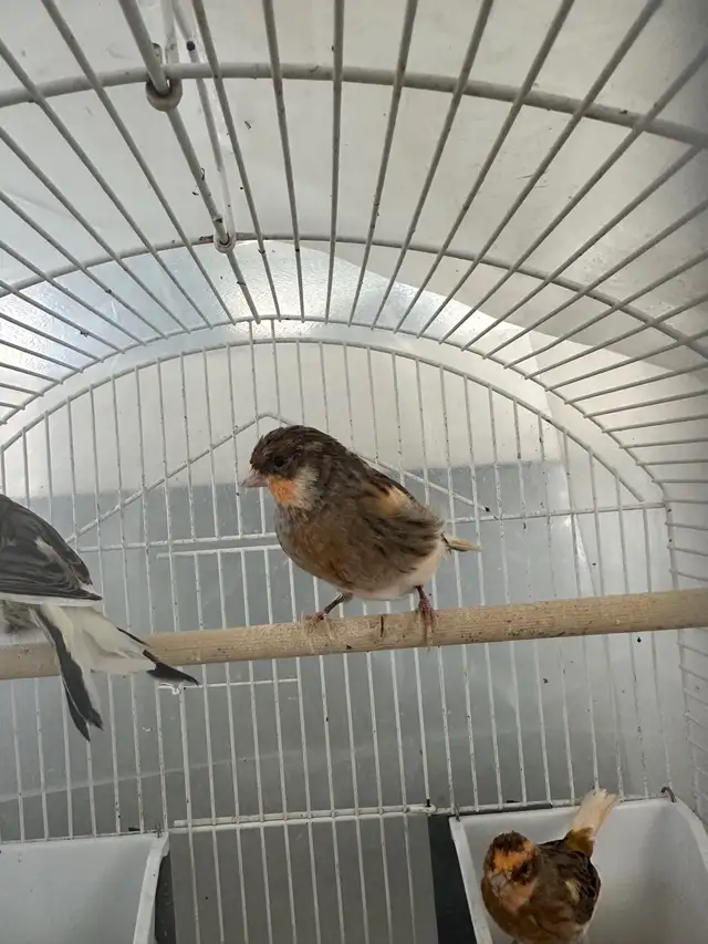 make canary’s  in Birds for Rehoming in Calgary - Image 3