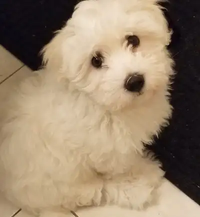 Rare Coton De Tulear Puppies -Non shed Coming Soon - Reserve Now, View more