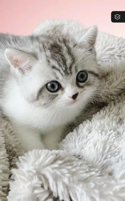 Beautiful British long hair kittens for sale, View more