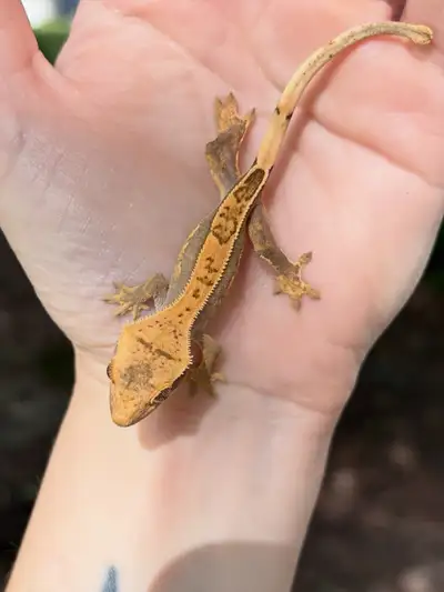 Bébe gecko à crête, View more