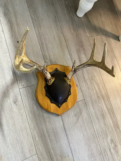 LARRYS TAXIDERMY DEER ANTLERS , View more