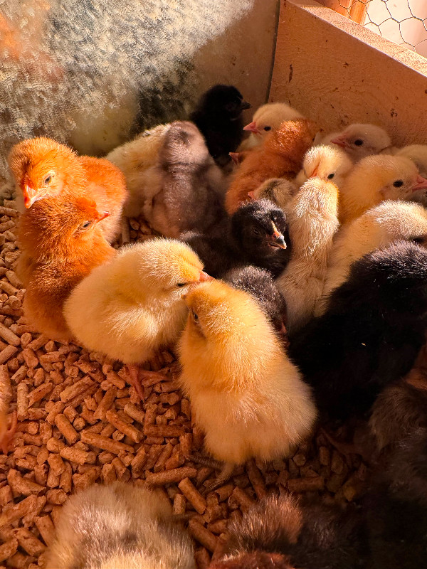 Mixed breed chicks in Livestock in Chilliwack