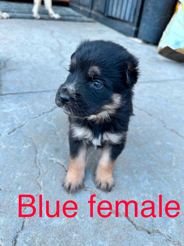 German shepherd mix puppies in Dogs & Puppies for Rehoming in Chilliwack