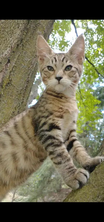 extraordinary XL Maine coon savannah kittens, View more