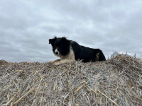 Border Collie