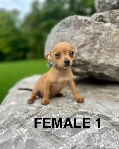 Chihuahua Terrier Puppies, View more