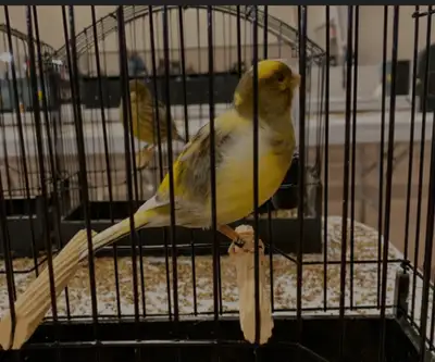 Canary Male, View more
