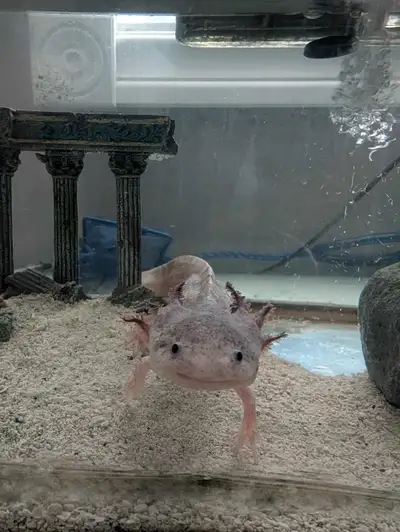 Axolotl + Tank, View more