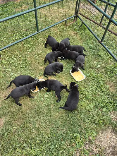 lab puppies for sale, View more