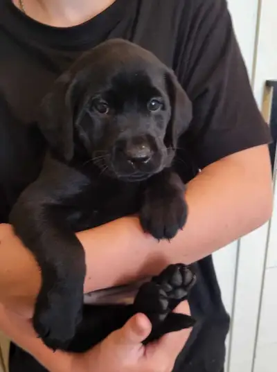 Only few left! Ready this weekend!CKC Reg. Labrador Retriever, View more