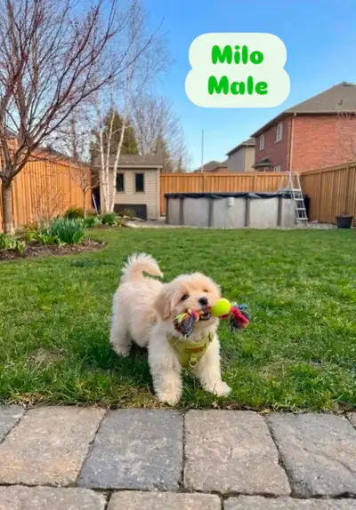 Maltipoo puppies ready, View more