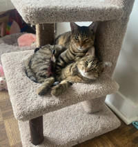 Two cats to a loving home