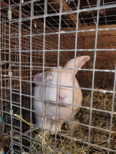 6 months to a Year old male rabbits for sale good for breeding, 10-15 Mostly white but some are oran...