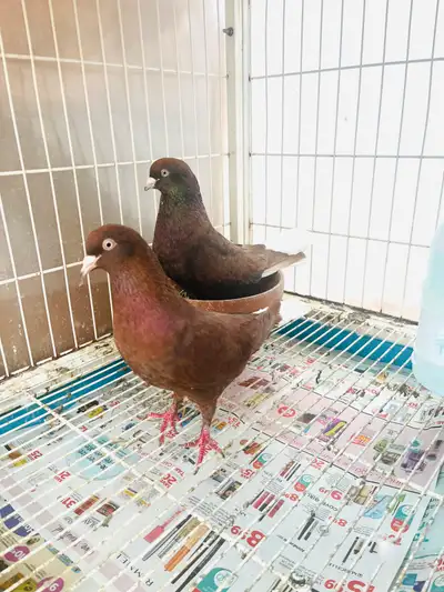 Pair pigeons, View more
