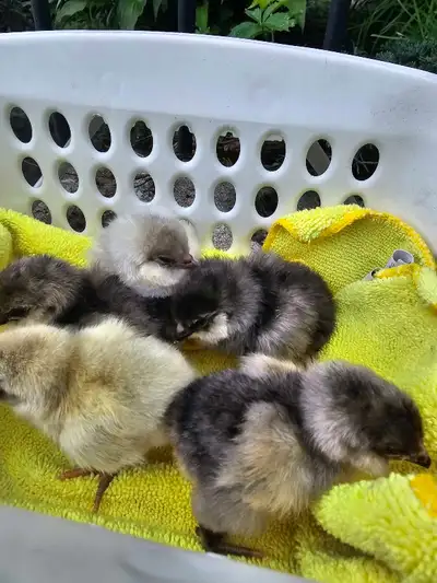 Day old Ameraucana chicks, View more