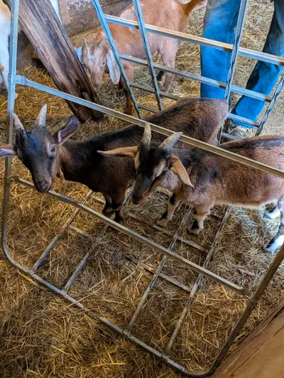 Billy goat, View more
