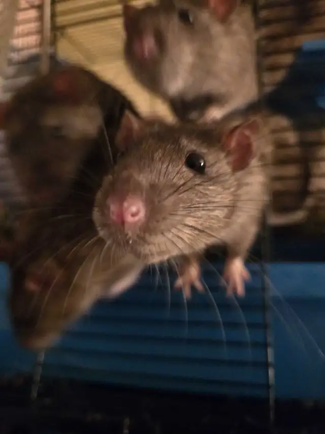 Lovely Male Rats free for Adoption in Small Animals for Rehoming in Mississauga / Peel Region - Image 5