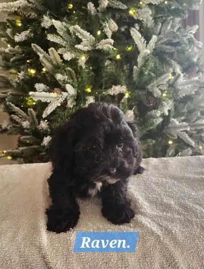 Puppies for sale, View more