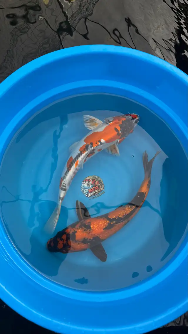 koi fish for sale | Fish for Rehoming | Burnaby/New Westminster | Free ...