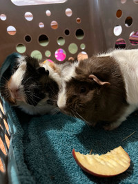2 Female Guinea Pigs Plus Large Cage and All Accessories