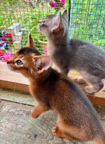 Abyssinian Kitten - Female Ruddy, View more