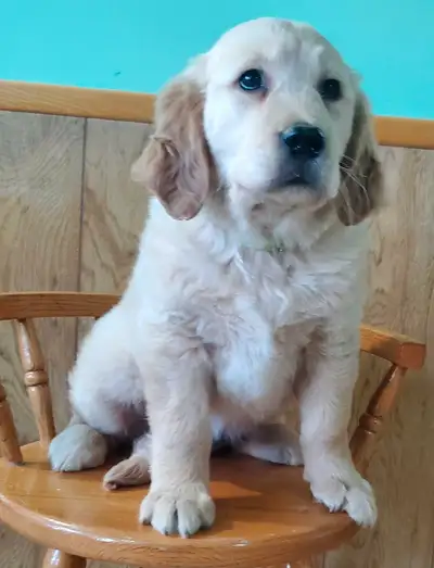 golden retriever puppy, View more