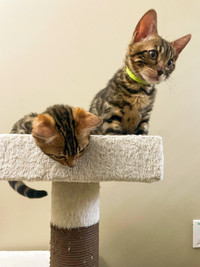 MALE BENGAL KITTENS - 3 MONTHS OLD