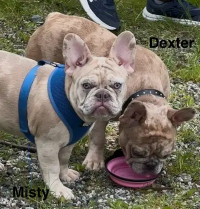 French Bulldog Puppies, View more