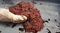 Red Wiggler Compost Worms, Castings, Tea, Cocoons,,,, More,,,