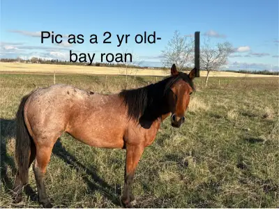 3 - 2yr old AQHA grade filles for sale, View more