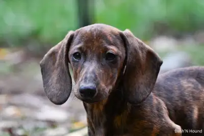 CKC registered miniature DACHSHUND PUPPIES, View more