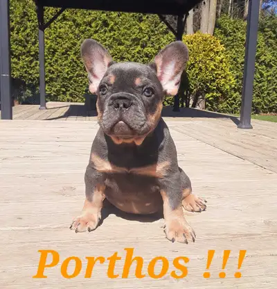 2 chiots mâles Bouledogue français / French Bulldog !!!, View more