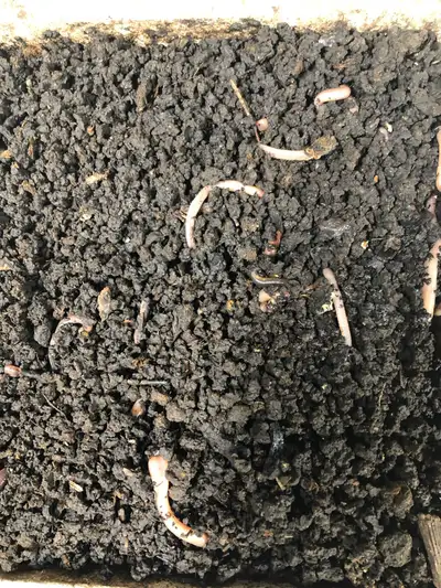 WORM CASTINGS , View more