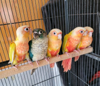 LOTS OF BABY HAND FEED CONURES AVAILABLE AT CENTRAL PET !!