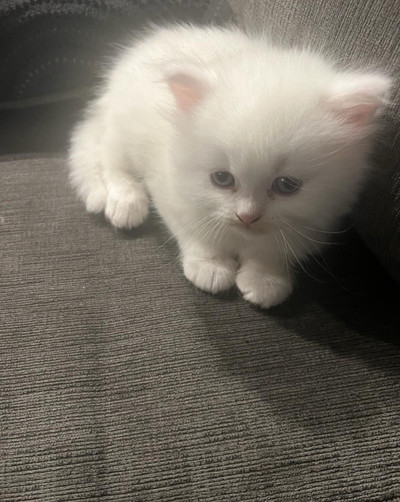 Cute and adorable Ragdoll & Parsian kittens for rehoming