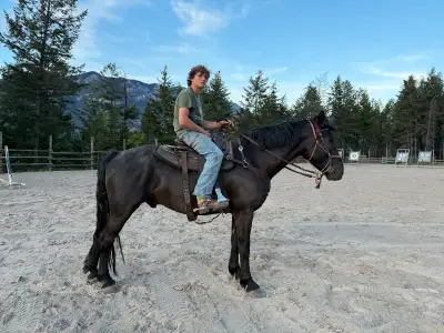 Registered Canadian Gelding (Woodmont/Xpression), View more