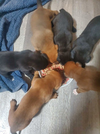Puppies for adoption  3 males 3 females left