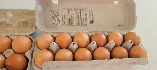 Oeufs fécondés / Fertilized eggs dans Animaux de ferme  à Ville de Montréal - Image 2
