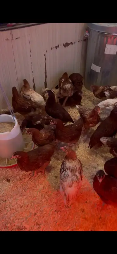 Heritage Layer pullets, View more